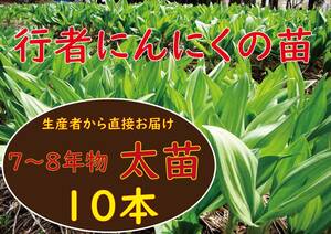 行者ニンニク 7～8年物 太球根苗10株(日々成長中)