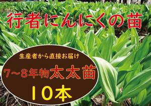 行者ニンニク 7～8年物 太太球根苗10株(日々成長中)