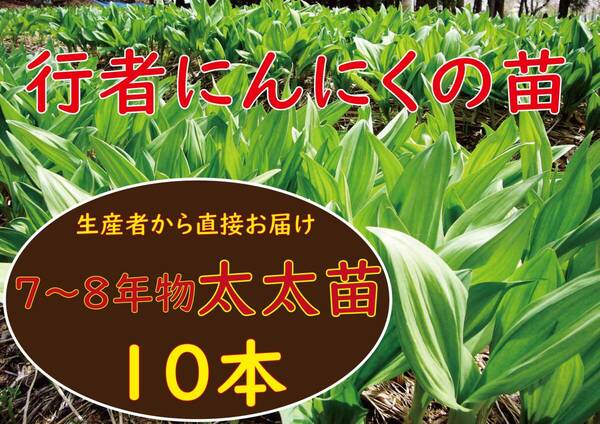 行者ニンニク 7～8年物 太太球根苗10株(日々成長中) a