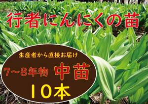 行者ニンニク 7～8年物 中球根苗10株(日々成長中)