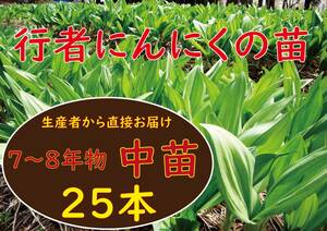 行者ニンニク 7～8年物 中球根苗25株(日々成長中) a