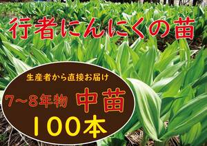 行者ニンニク 7～8年物 中球根苗100株(日々成長中) a