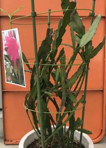 月下美人に似た花の「クジャクサボテン」簡易植木鉢に6本寄せ植え「真っ赤な花になるツボミ付き」送料1600円 　