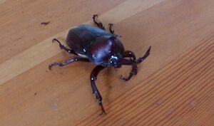[ domestic production rhinoceros beetle ] Kabuto m imago pair + breeding set 5 point [ free research optimum ][ extra attaching ]