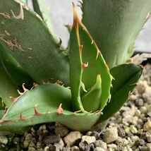 【F8037】【SS級極上血統！胴切り超希少子株！】オアハカ 産 アガベ オテロイ agave oteroi Oaxaca ( チタノタ ゴジラ 悪魔くん バケモノ_画像6