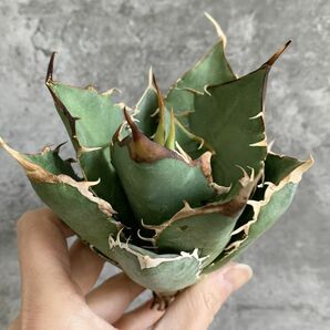 【IR2654】SS級限定株！！【極上高級株！イラン産◆アガベ チタノタ Dragon clow◆】Agave titanota 'Dragon clow'の画像3