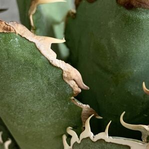 【IR2654】SS級限定株！！【極上高級株！イラン産◆アガベ チタノタ Dragon clow◆】Agave titanota 'Dragon clow'の画像7