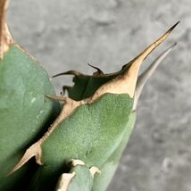 【IR2546】【極上SS級！！高級株！ イラン産 ◆ アガベ チタノタ ローズ ◆】Agave titanota ' Rose '_画像6