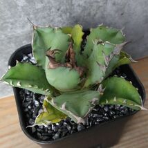 【NN1139】【SS級！！希少品種！】アガベ チタノタ キョウト Agave titanota”Kyoto”_画像1