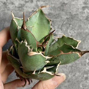 【IR2549】【極上SS級！！高級株！ イラン産 ◆ アガベ チタノタ ローズ ◆】Agave titanota ' Rose '