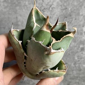 【IR2553】【極上SS級！！高級株！ イラン産 ◆ アガベ チタノタ ローズ ◆】Agave titanota ' Rose '