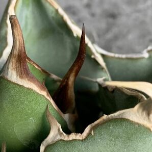 【IR2553】【極上SS級！！高級株！ イラン産 ◆ アガベ チタノタ ローズ ◆】Agave titanota ' Rose 'の画像5