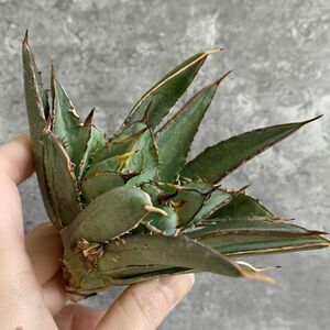 【IR2635】【SS級極上血統！イラン産！アガベ チタノタ タワー！】Agave titanota ' Tower '