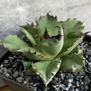 【NN1171】残り在庫わずか！！【SS級！！希少品種！】アガベ チタノタ キョウト Agave titanota”Kyoto”