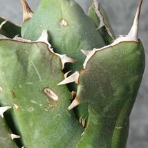 【IR2599】【極上SS級！！高級株！ イラン産 ◆ アガベ チタノタ ローズ ◆】Agave titanota ' Rose '_画像5