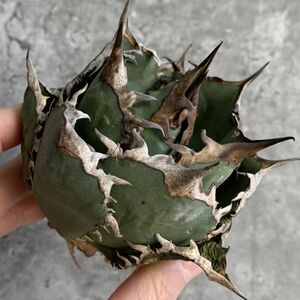 【D1324】SS級極上ボールタイプ！！【極上ノンネーム チタノタ！強棘 ボール株！！】agave titanota アガベ チタノタ