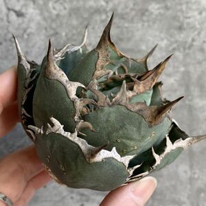 【D1326】SS級極上ボールタイプ！！【極上ノンネーム チタノタ！強棘 ボール株！！】agave titanota アガベ チタノタ