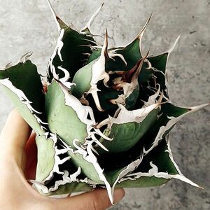 【IR2683】【SS級極上血統！イラン産！アガベ チタノタ タランチュラ 子株 ！】Agave titanota ' Tarantula '