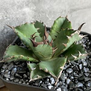 【NN1172】残り在庫わずか！【SS級！！希少品種！】アガベ チタノタ キョウト Agave titanota”Kyoto”