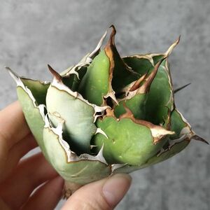 【IR2604】【極上SS級！！高級株！ イラン産 ◆ アガベ チタノタ ローズ ◆】Agave titanota ' Rose '