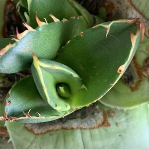 【F8062】【極上！イラン産 ノンネーム チタノタ！強棘 ボール株！！】agave titanota アガベ チタノタ 特選ボール株