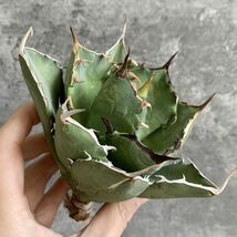 【IR2643】【極上SS級！！高級株！ イラン産 ◆ アガベ チタノタ ローズ ◆】Agave titanota ' Rose '_画像1