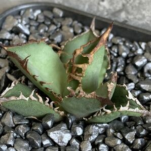 【D1348】【超希少 チタノタ】極上血統 強棘選抜！ アガベ チタノタ Fo 076 Agave titanotaの画像3