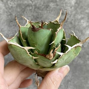 【IR2638】【極上SS級！！高級株！ イラン産 ◆ アガベ チタノタ ローズ ◆】Agave titanota ' Rose 'の画像1