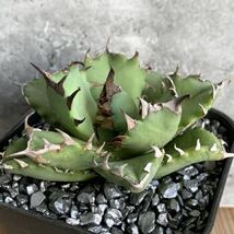 【NN1178】在庫ラスト株！！【SS級！！希少品種！】アガベ チタノタ キョウト Agave titanota”Kyoto”_画像2