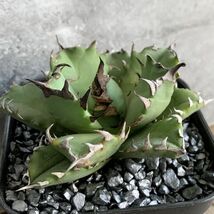 【NN1178】在庫ラスト株！！【SS級！！希少品種！】アガベ チタノタ キョウト Agave titanota”Kyoto”_画像1