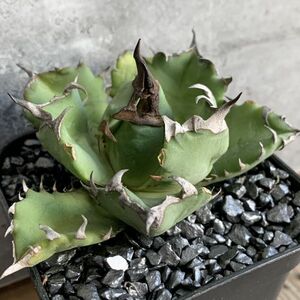 【NN1179】在庫ラスト株！！【SS級！！希少品種！】アガベ チタノタ キョウト Agave titanota”Kyoto”