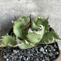 【NN1179】在庫ラスト株！！【SS級！！希少品種！】アガベ チタノタ キョウト Agave titanota”Kyoto”_画像2