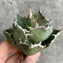 【D1318】SS級極上ボールタイプ！！【極上ノンネーム チタノタ！強棘 ボール株！！】agave titanota アガベ チタノタ_画像2