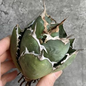 【D1319】SS級極上ボールタイプ！！【極上ノンネーム チタノタ！強棘 ボール株！！】agave titanota アガベ チタノタ