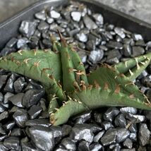 【D1393】S級極上！！ 【超希少品種！】アガベ チタノタ バラクーダ Agave titanota”barracuda”_画像3