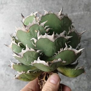 【F8073】【超希少 チタノタ】直系極上血統 強棘選抜！ アガベ チタノタ Fo 076 Agave titanota