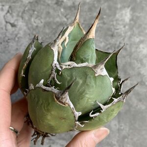 【D1320】SS級極上ボールタイプ！！【極上ノンネーム チタノタ！強棘 ボール株！！】agave titanota アガベ チタノタ