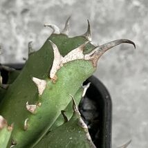 【NN1175】在庫ラスト株！！【SS級！！希少品種！】アガベ チタノタ キョウト Agave titanota”Kyoto”_画像5