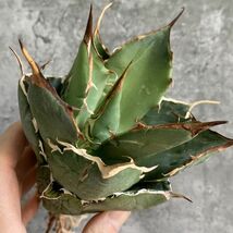 【IR2705】【極上SS級！！高級株！ イラン産 ◆ アガベ チタノタ ローズ ◆】Agave titanota ' Rose '_画像1