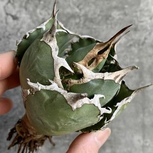 【D1323】SS級極上ボールタイプ！！【極上ノンネーム チタノタ！強棘 ボール株！！】agave titanota アガベ チタノタ