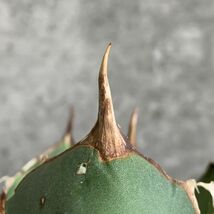 【IR2708】【極上SS級！！高級株！ イラン産 ◆ アガベ チタノタ ローズ ◆】Agave titanota ' Rose '_画像4