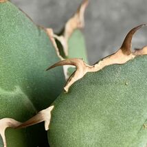 【IR2708】【極上SS級！！高級株！ イラン産 ◆ アガベ チタノタ ローズ ◆】Agave titanota ' Rose '_画像5