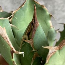 【IR2708】【極上SS級！！高級株！ イラン産 ◆ アガベ チタノタ ローズ ◆】Agave titanota ' Rose '_画像3