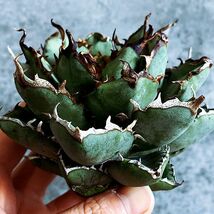 【D1385】SS級極上血統！！ アガベ チタノタ フィリグリー Agave titanotaac_画像1