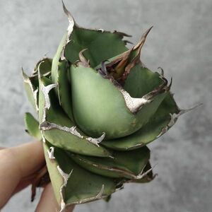 【F8094】台湾産高級株！アガベ チタノタ 『 柊月 』 Agave titanota