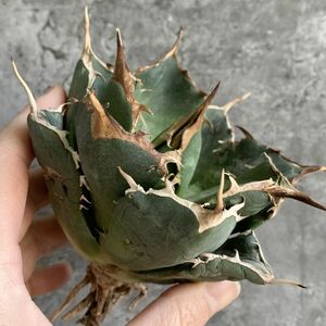 【IR2711】【極上SS級！！高級株！ イラン産 ◆ アガベ チタノタ ローズ ◆】Agave titanota ' Rose '