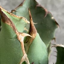 【IR2713】【極上SS級！！高級株！ イラン産 ◆ アガベ チタノタ ローズ ◆】Agave titanota ' Rose '_画像4