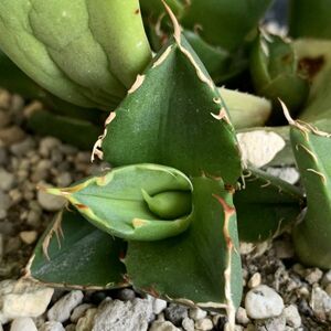 【F8083】【極上！イラン産 ノンネーム チタノタ！強棘 ボール株！！】agave titanota アガベ チタノタ 特選ボール株