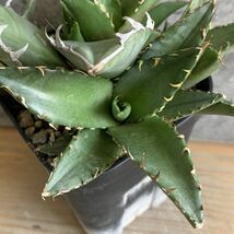 【F8087】【SS級極上血統！胴切り超希少子株！】オアハカ 産 アガベ オテロイ agave oteroi Oaxaca ( チタノタ ゴジラ 悪魔くん バケモノ_画像4