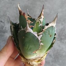 【D1430】SS級極上ボールタイプ！！【極上ノンネーム チタノタ！強棘 ボール株！！】agave titanota アガベ チタノタ_画像2